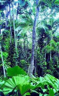 rainforest1.JPG (30490 bytes)