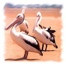 pelicans2.jpg (12167 bytes)